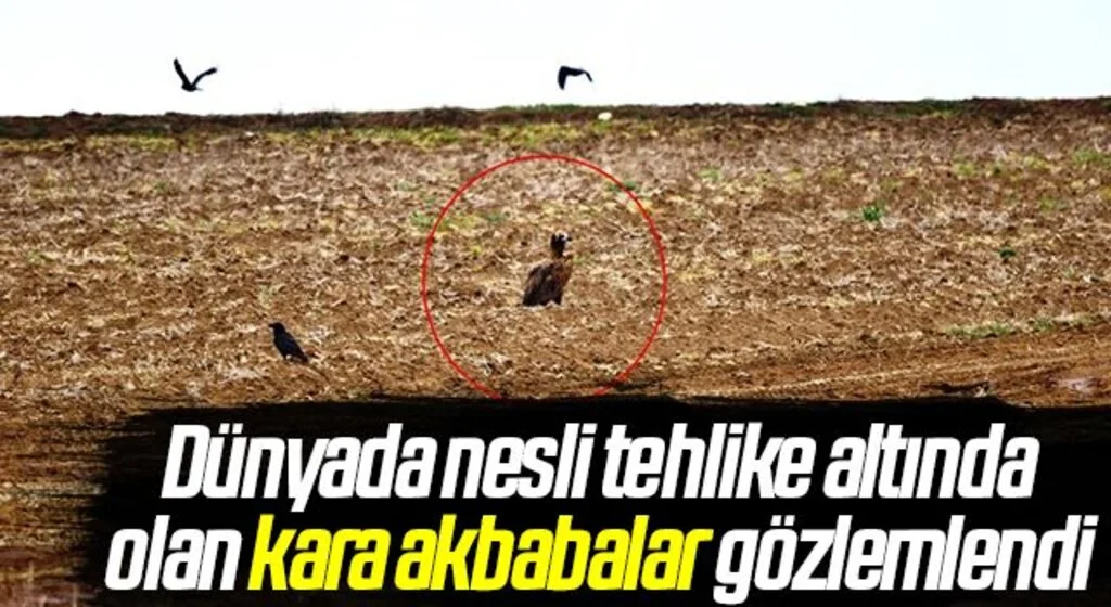 Dünyada nesli tehlike altında olan kara akbabalar gözlemlendi