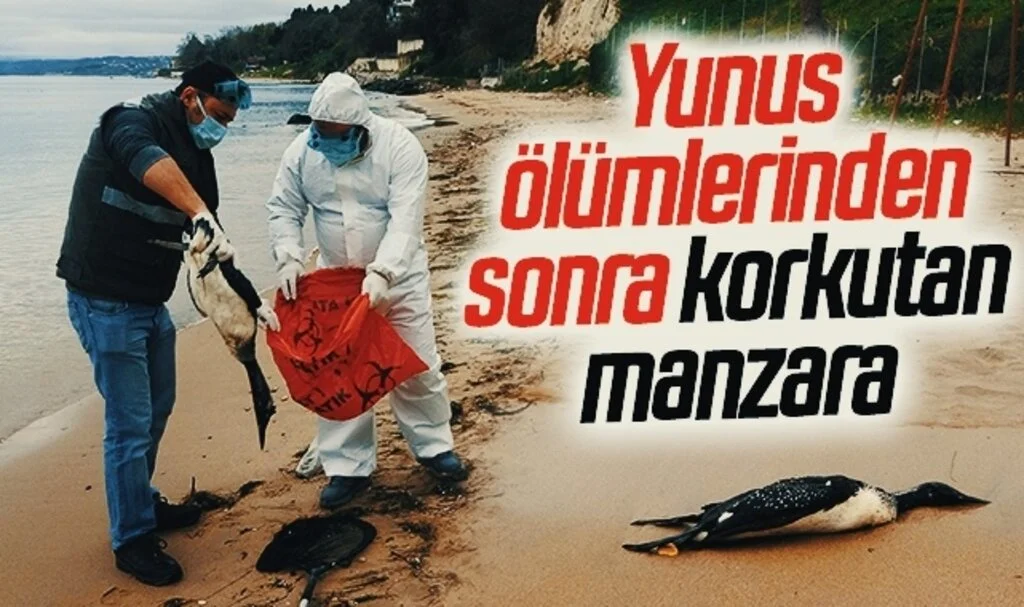 Karadeniz’de yunus ölümlerinden sonra korkutan manzara