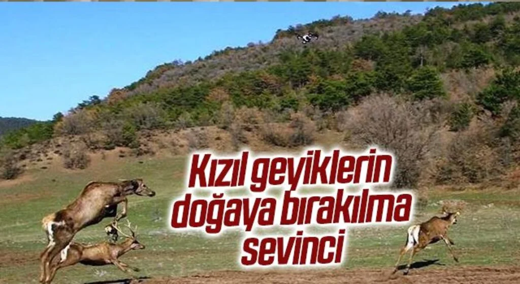 Kızıl geyiklerin doğaya bırakılma sevinci