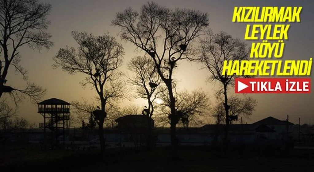 Kızılırmak Deltası Kuş Cenneti'ndeki "Leylek Köyü" hareketlendi