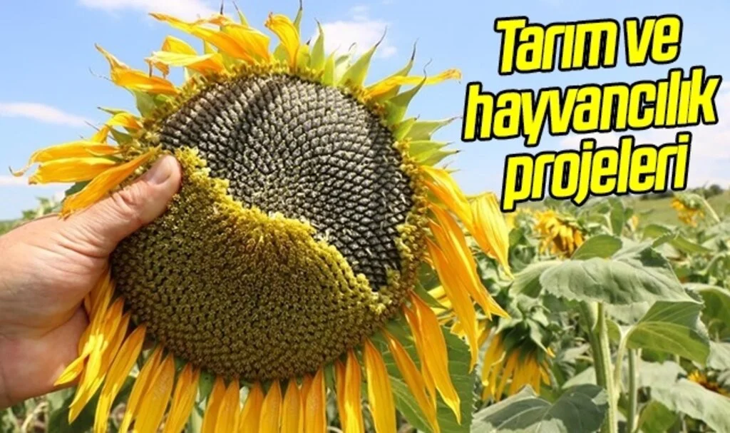 Samsun'da tarım ve hayvancılık projeleri