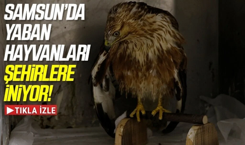 Samsun'da Yaban hayvanları şehirlere iniyor!