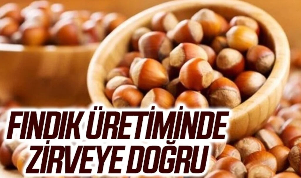 Samsun fındık üretiminde Türkiye'de 1. sıraya yerleşmeye hazırlanıyor