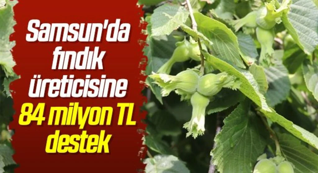 Samsun'da fındık üreticisine 84 milyon TL destek