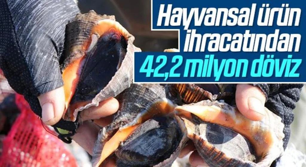 Samsun'da Hayvansal ürün ihracatından 42,2 milyon döviz