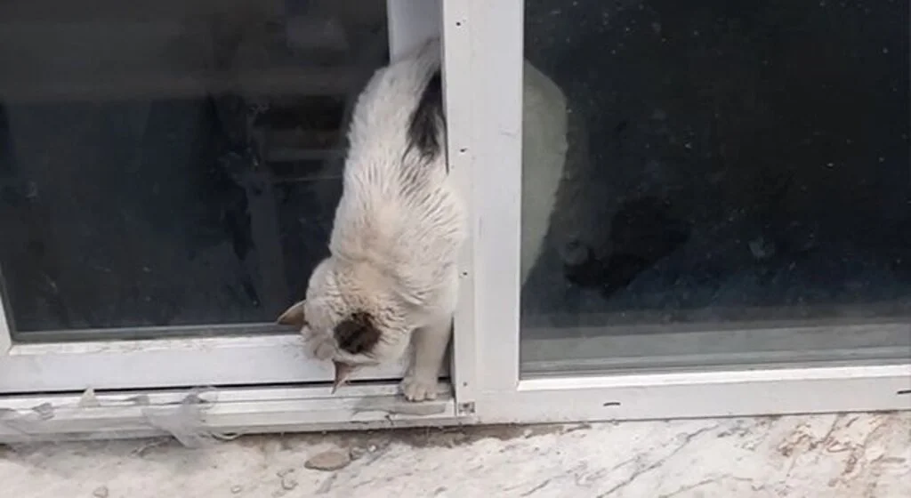 Samsun'da Pencereye sıkışan kedi kurtarıldı