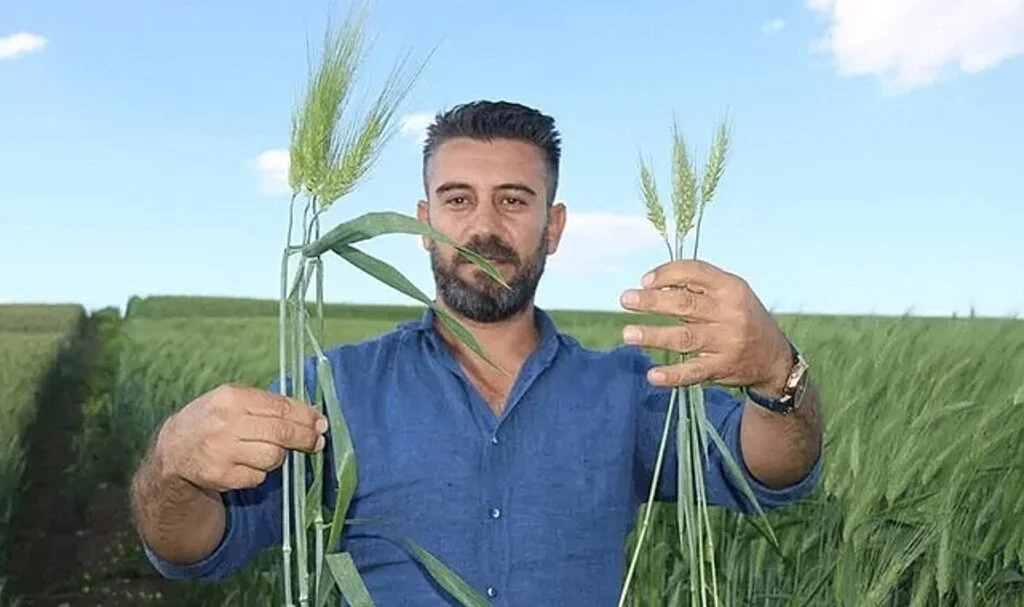 Bu buğday tam 7 bin yıllık! Arkeolojik kazı sırasında bulundu: 3 kata kadar daha fazla verimli