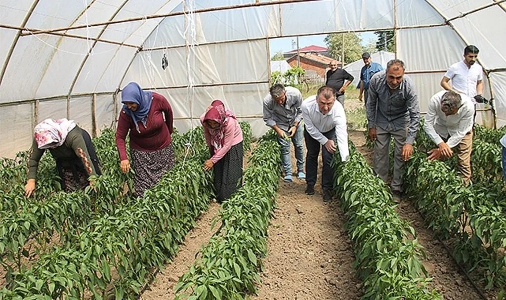 Çarşamba'da Kıl Biber  Hasadına Başlandı