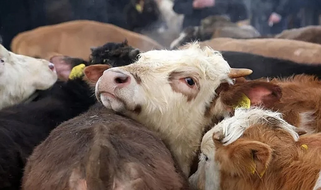 Dana vereminde ürküten tablo! Hem dünyada hem de Türkiye’de: İnsanlara zararı büyük