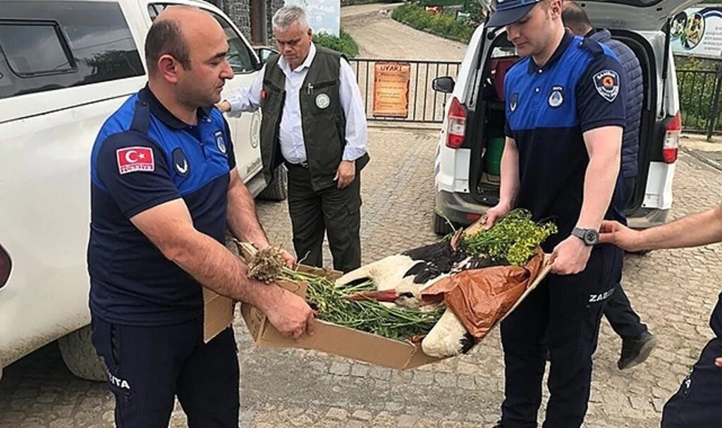 Elektrik akımına kapılan leylek için ekipler seferber oldu