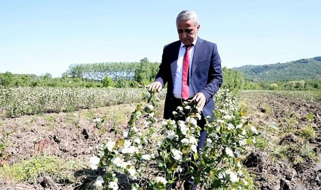 Fındığa alternatif aronya bahçeleri kuruluyor