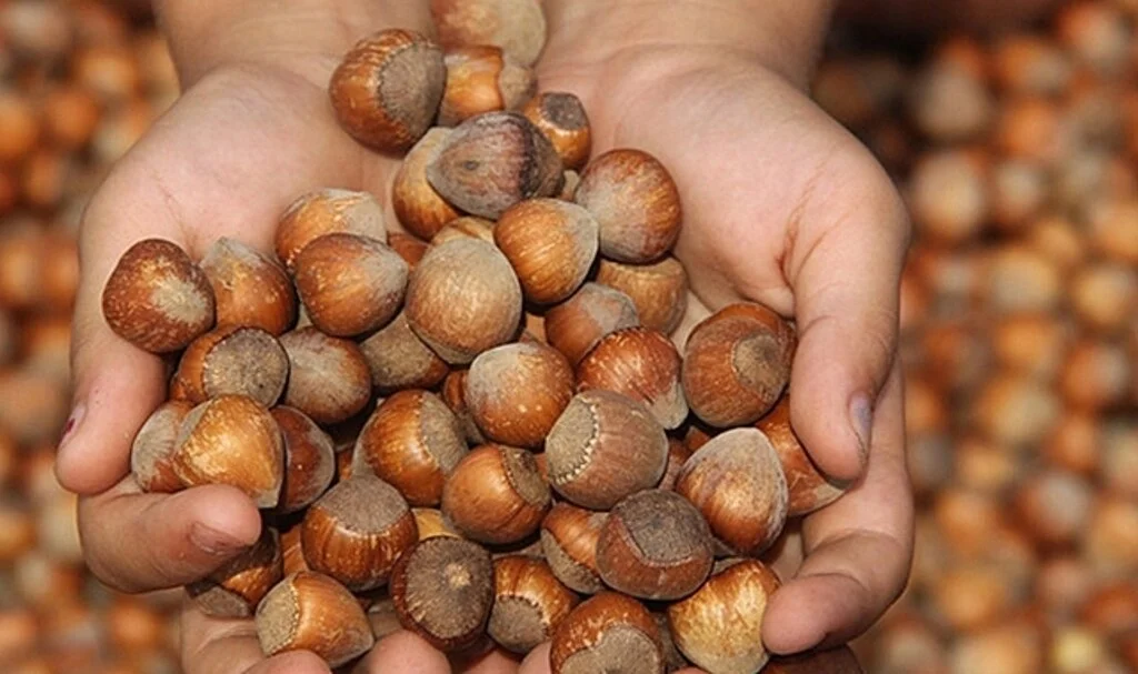 Fındık 36 liradan işlem gördü 