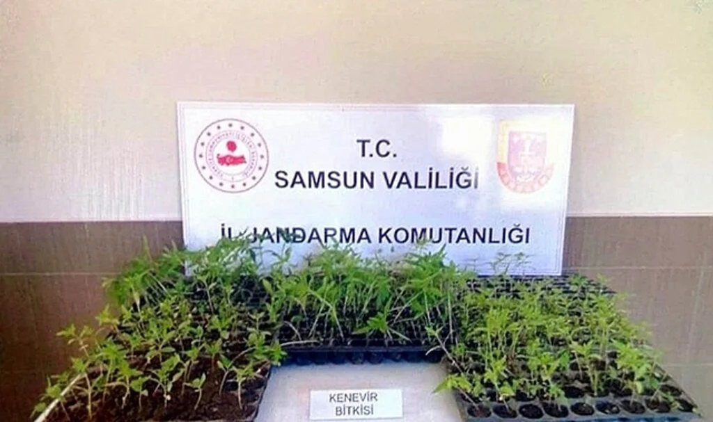 Jandarma 231 kök kenevir fidesi ele geçirdi