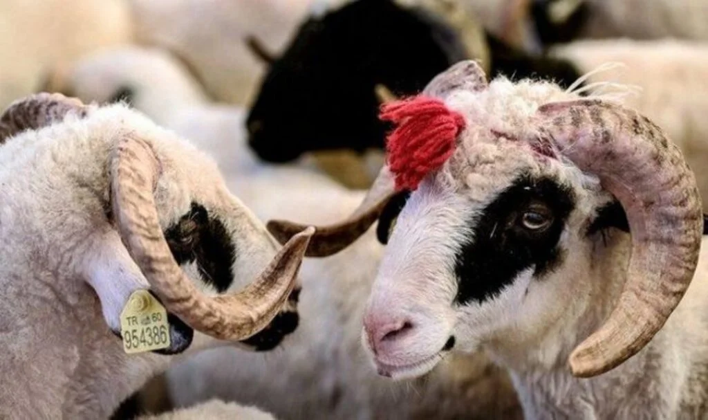 Kurban Bayramı ne zaman, hangi gün? 2022 Kurban Bayramı ayın kaçında? Bayram tatili kaç gün olacak?
