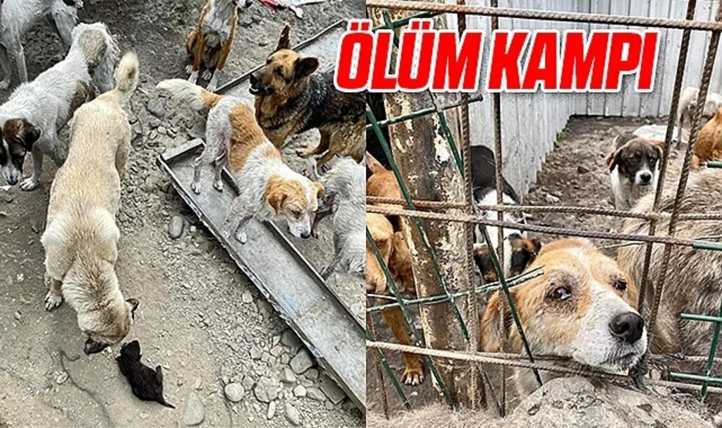 Ölüm Kampı Gibi Barınak