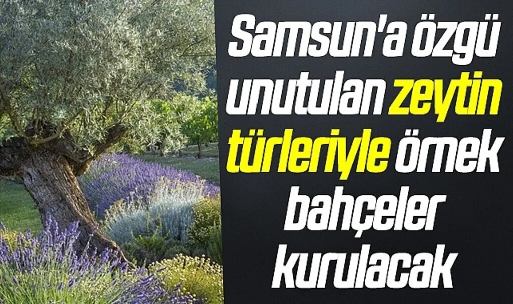 Samsun'a özgü unutulan zeytin türleriyle örnek bahçeler kurulacak