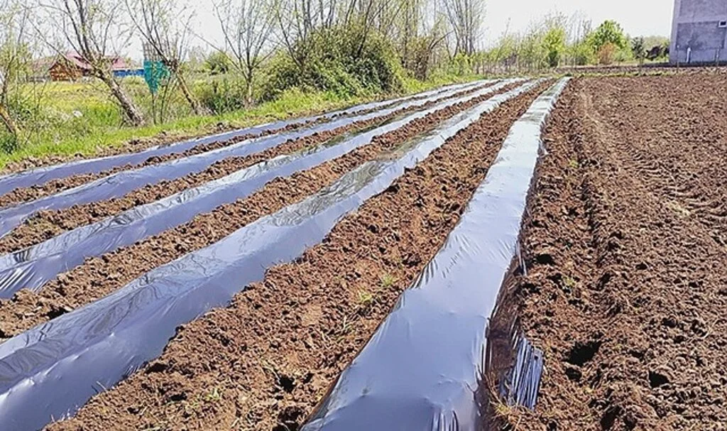 Samsun'da çilek üretimi yaygınlaşıyor