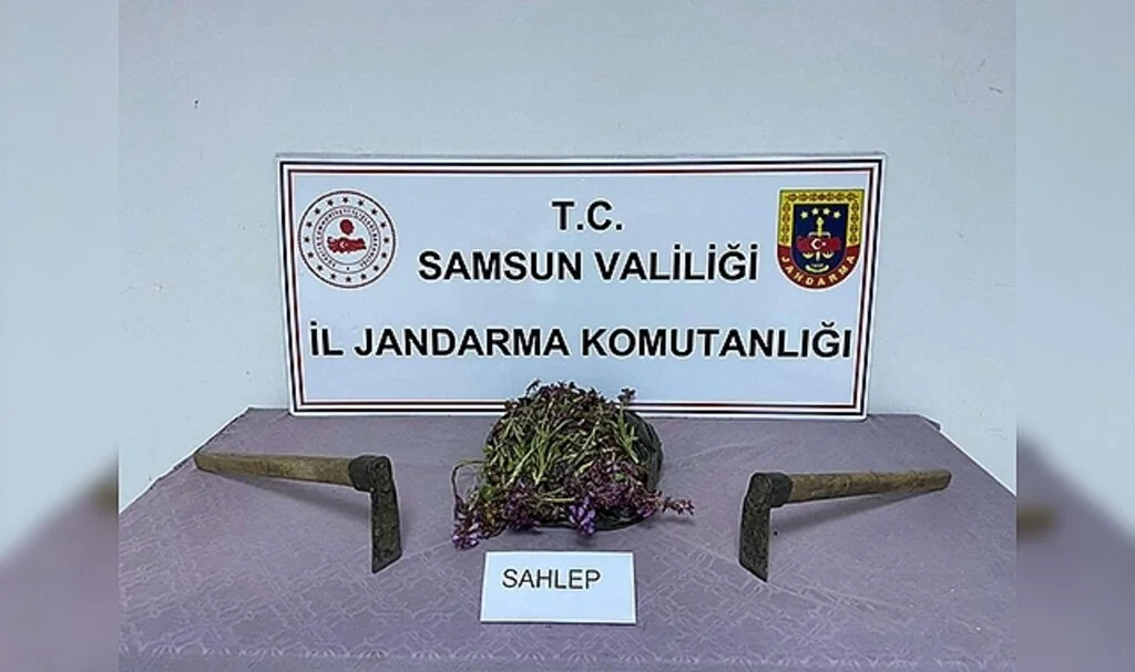 Samsun'da İzinsiz Salep Toplamaya Ceza Yağdı
