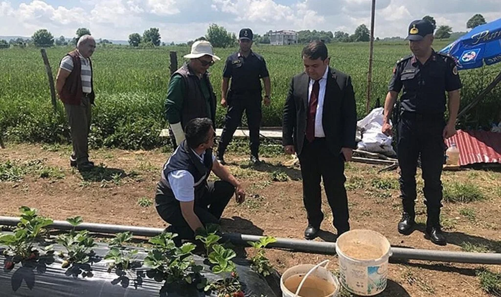 Samsun Kavak'ta Üreticiye Fide Desteği