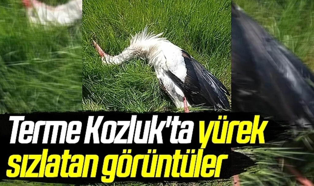 Terme Kozluk'ta yürek sızlatan görüntüler