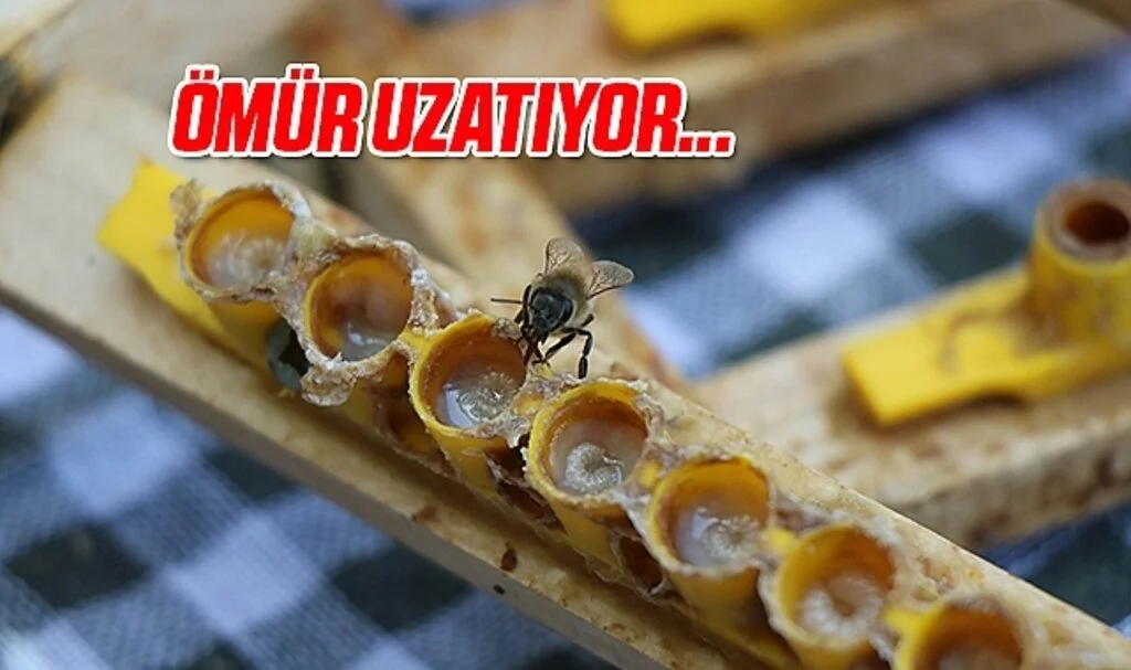 'Arı sütü' servet değerinde: Gramı 15, kilosu 15 bin TL