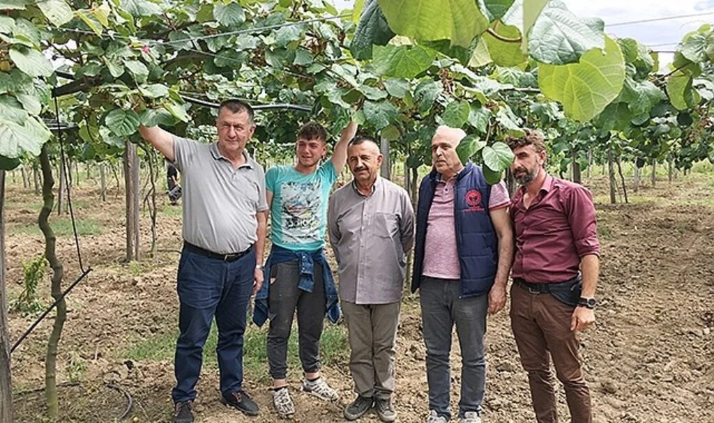 Çarşamba ilçesinde kivi üretim alanları artıyor