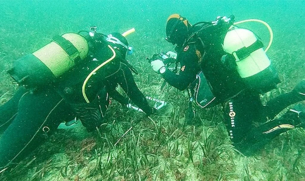 Ege'nin su altı zenginliği "deniz çayırları" kayıt altına alınıyor