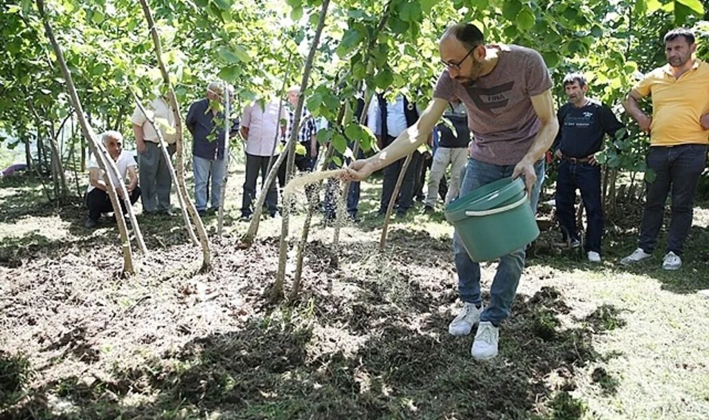 Fındık üreticileri daha yüksek verim ve kalite için 'Bahçe Okulu'nda