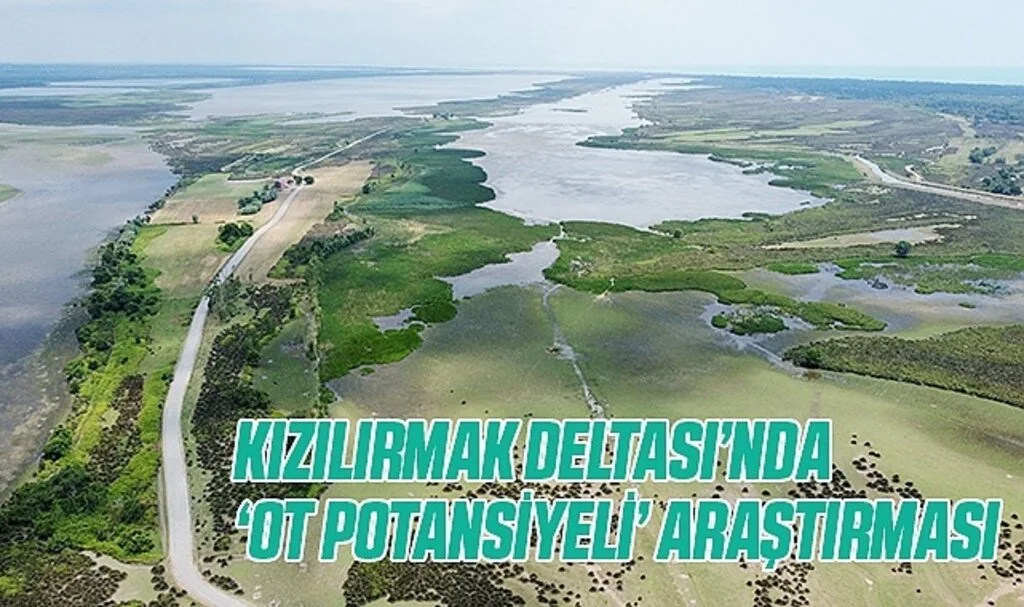 Kızılırmak Deltası'nda manda yetiştiriciliği için "ot potansiyeli" araştırılıyor