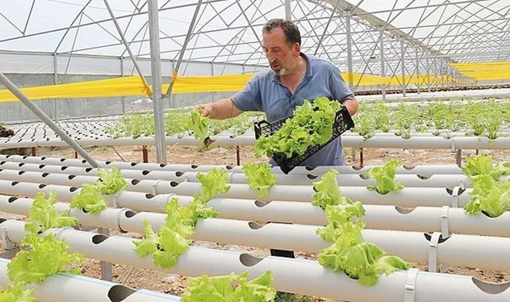 Mühendis kuzenler kurdukları serada topraksız tarımla marul üretiyor