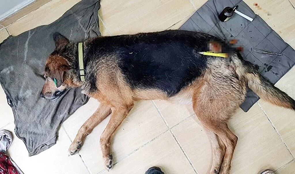 Samsun Bafra'da Sultan İsimli Köpeği Plastik Uyuşturucu ile Vurdular