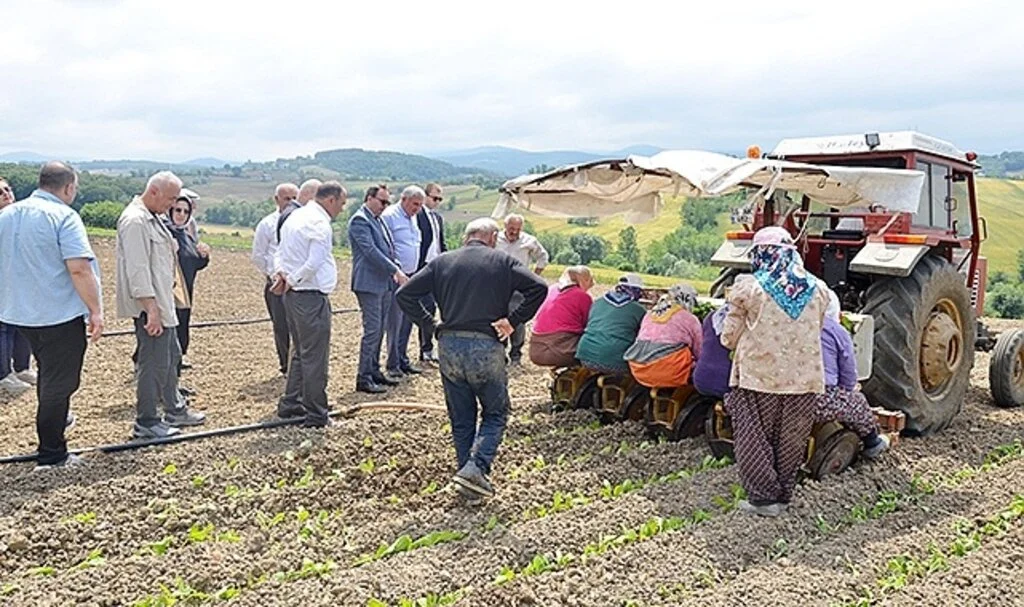 Samsun Bafra'da tütün fideleri toprakla buluştu