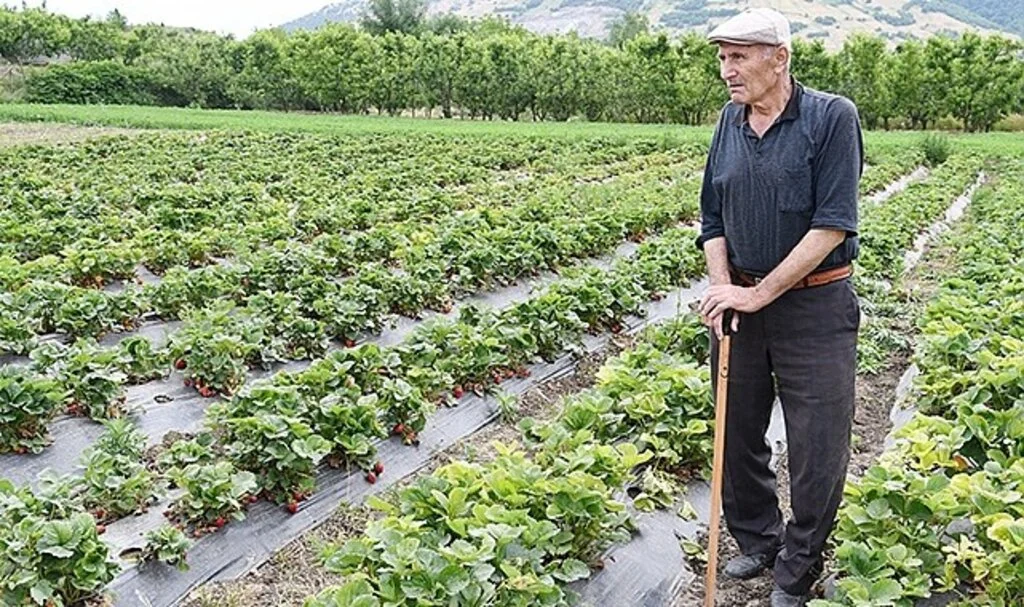 Samsun'da 72 yaşındaki çilek üreticisinden gençlere çağrı