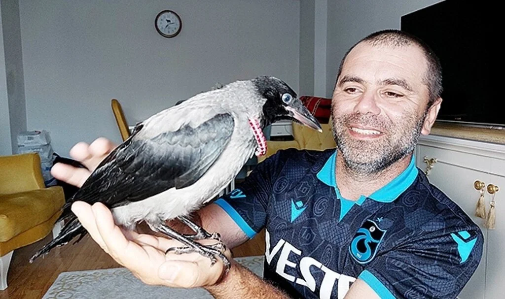 Samsun'da Arazide Bulduğu Yavru Kargaya Sahip Çıktı, Evinde Besliyor