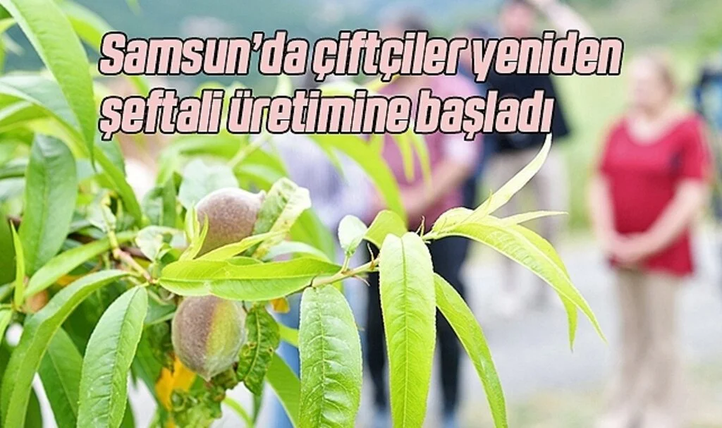 Samsun’da çiftçiler yeniden şeftali üretimine başladı