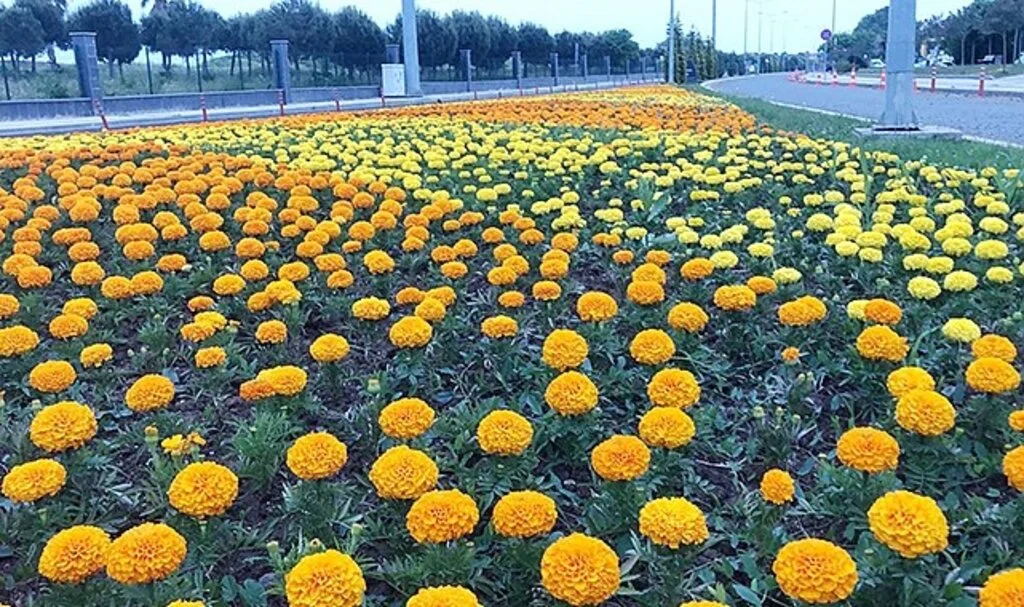 Samsun'da Çöpteki enerji çiçek üretiyor