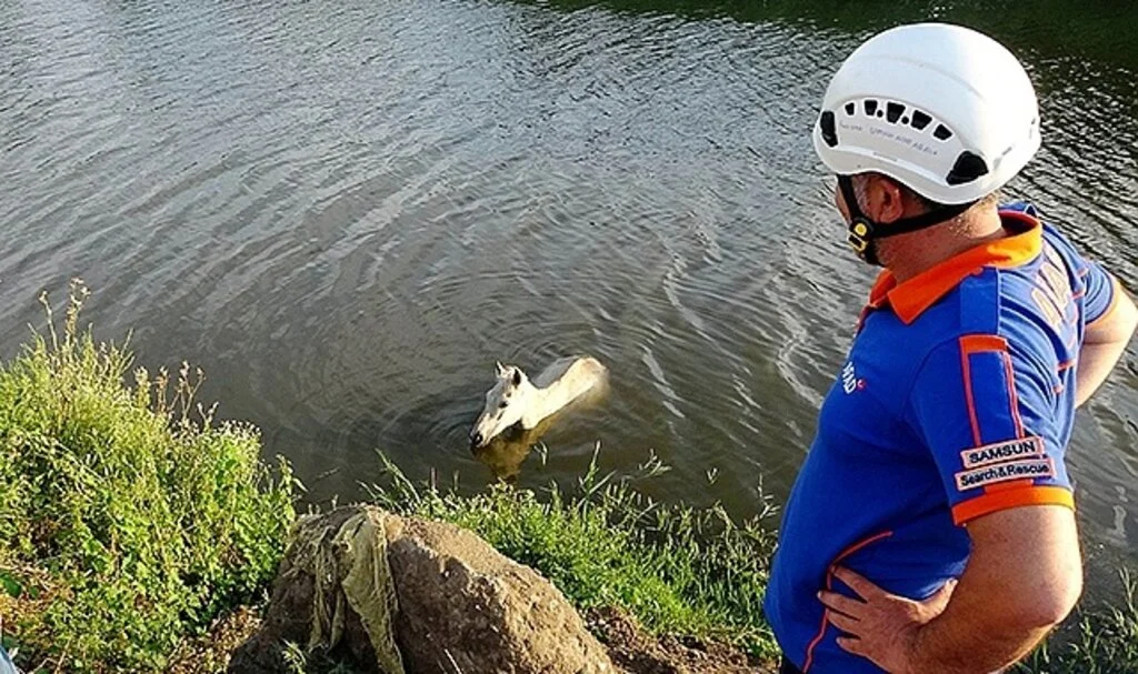 Samsun'da Dereye Düşen At 3 Gün Sonra Kurtarıldı