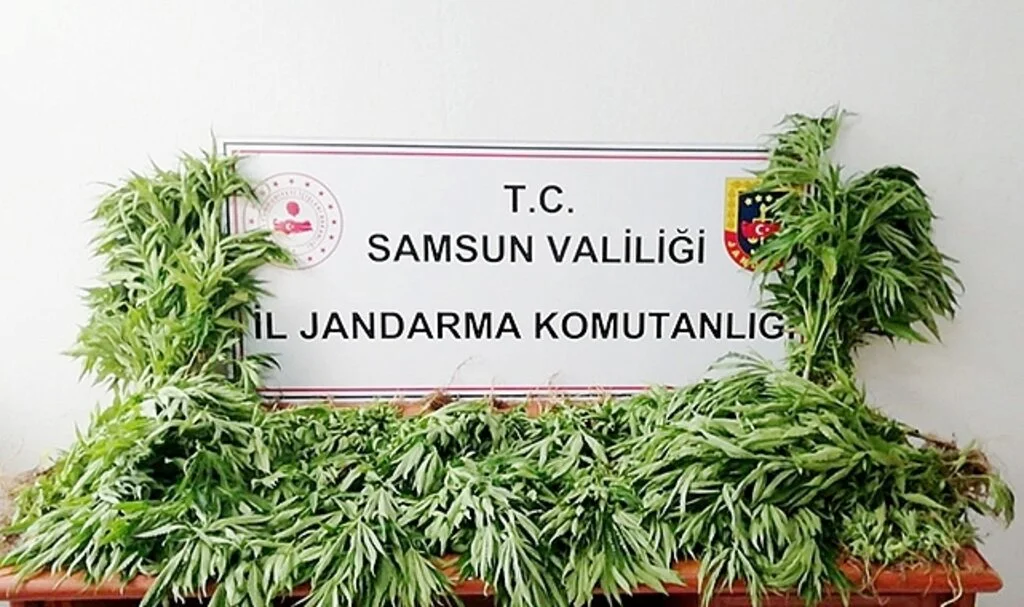  Samsun'da jandarma tarafından kubar esrar ve kenevir ele geçirildi