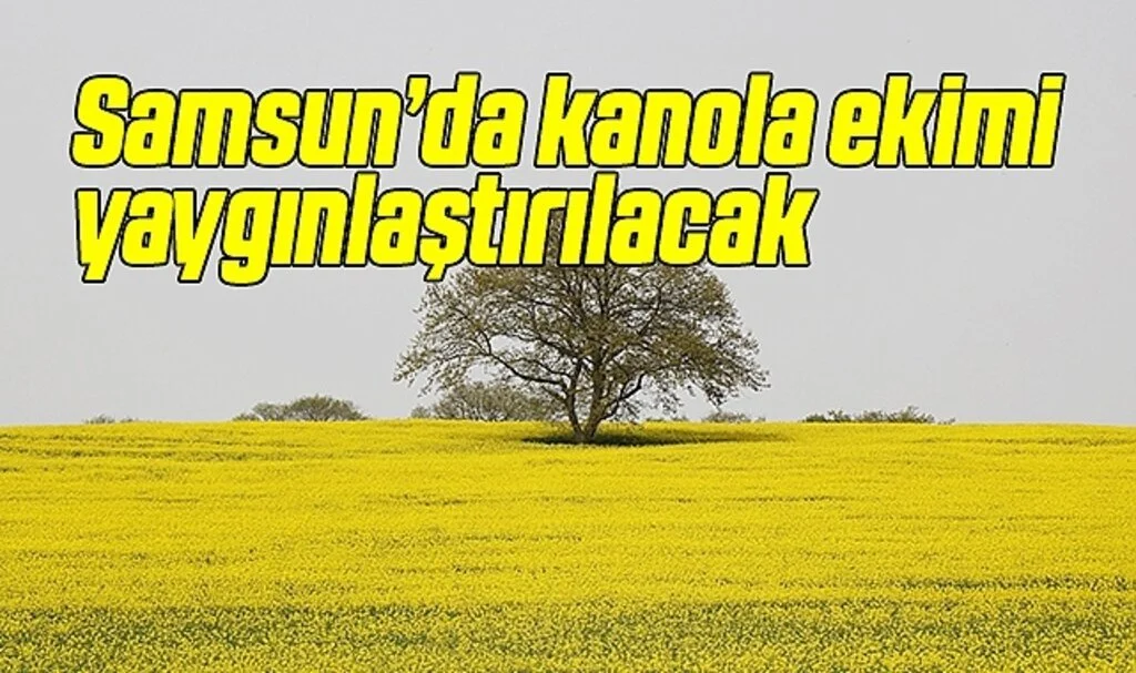 Samsun’da kanola ekimi yaygınlaştırılacak