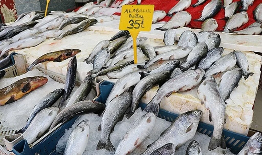 Samsun'da Kültür balıkları cep yakıyor!