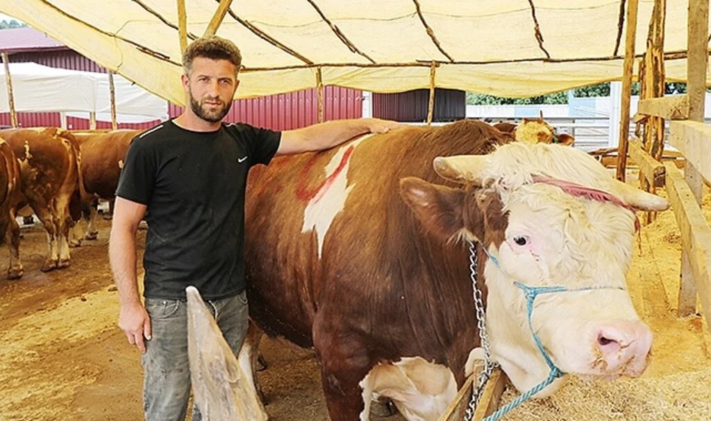 Samsun'da Kurban pazarının 1,3 tonluk Şampiyon'u
