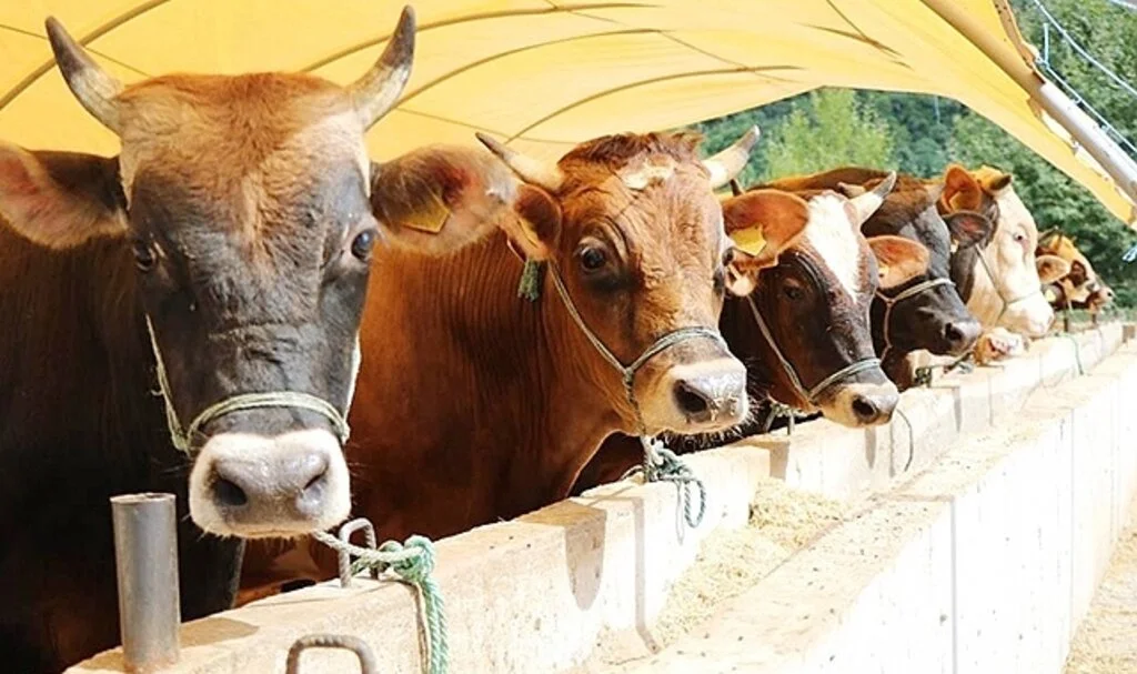 Samsun’da kurban satış ve kesim yerleri belli oldu