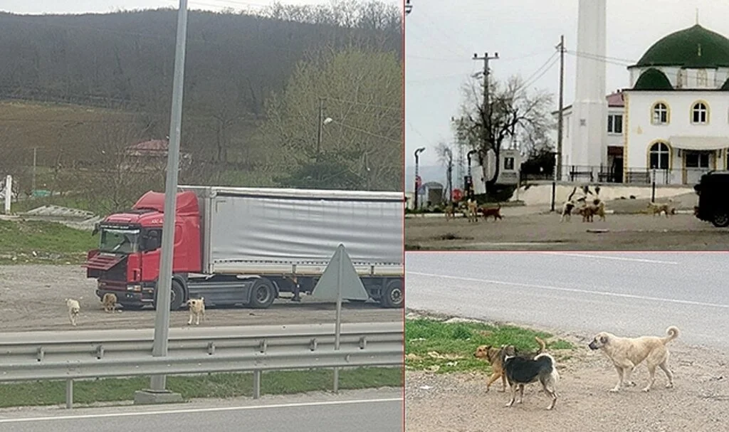 Samsun'da 'Patili dostlara' vefasızlık