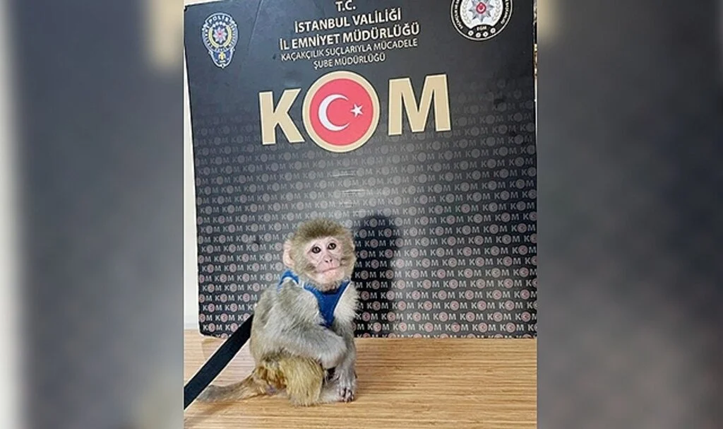 Samsun'da tropik hayvan kaçakçılığı
