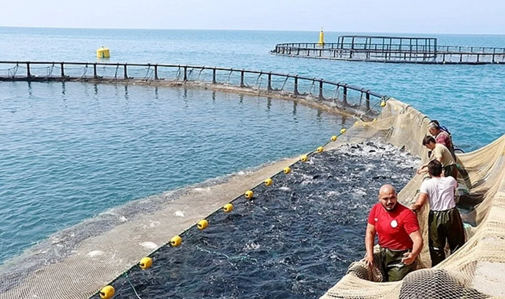 Samsun’da Türk somonu hasadı