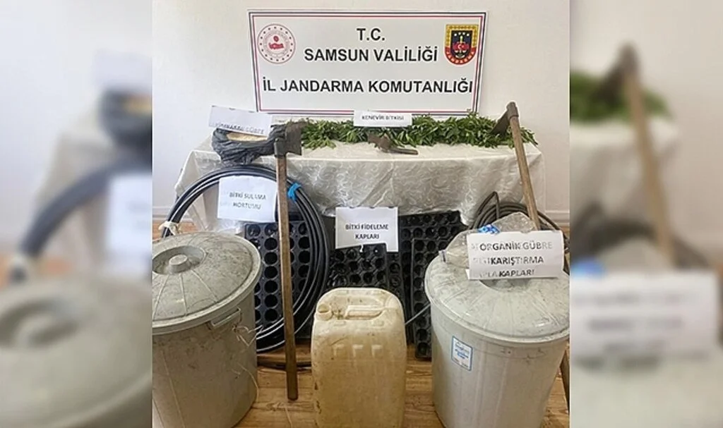 Samsun Salıpazarı’nda Kenevir Operasyonu!