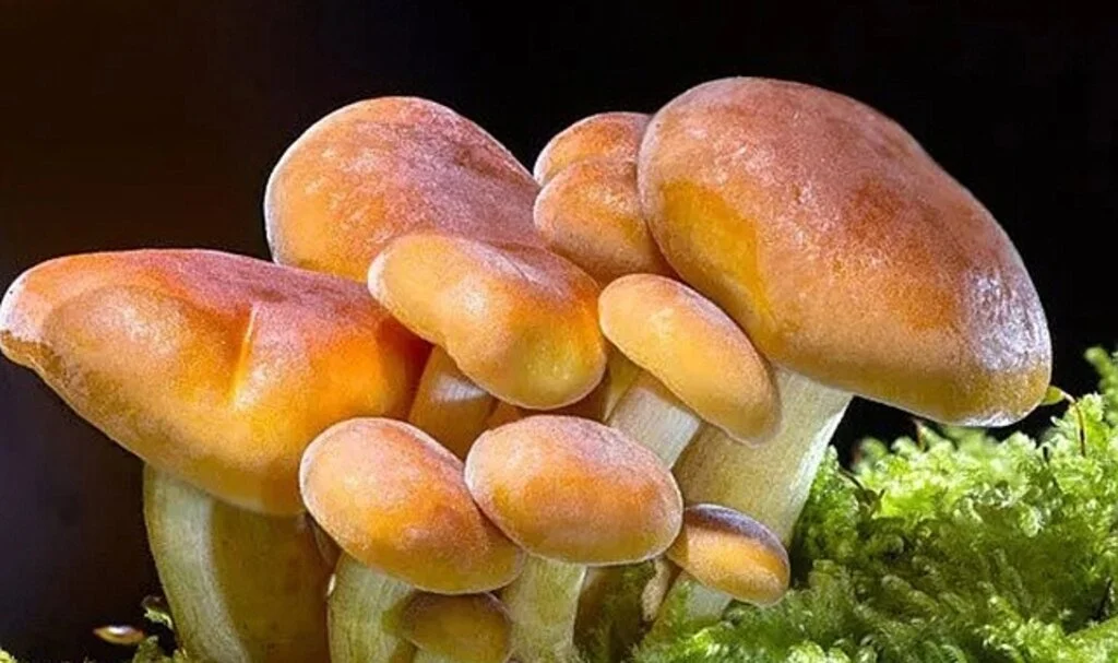 14 kişi zehirlenmişti, Valilik'ten uyarı geldi: Şüpheli mantar tüketmeyin