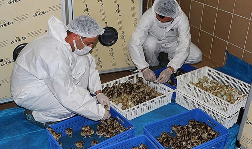 53 Yılda 340 Binden Fazla Sülün Salındı