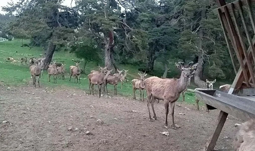 8 geyik üretilerek doğaya salındı