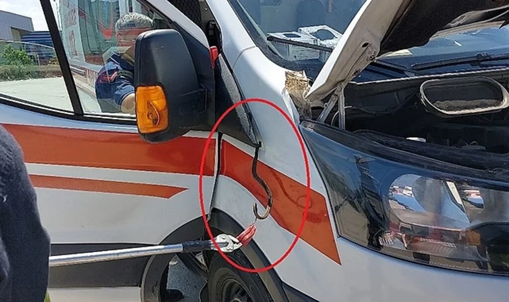 Ambulansa yılan girdi